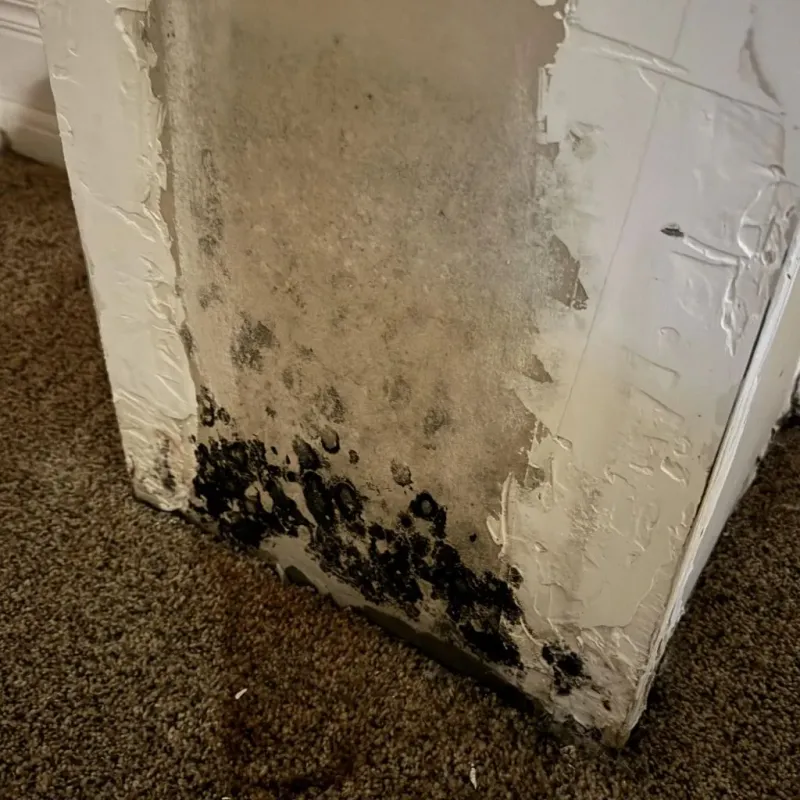 Professional Mold Removal in East Highland Park, VA